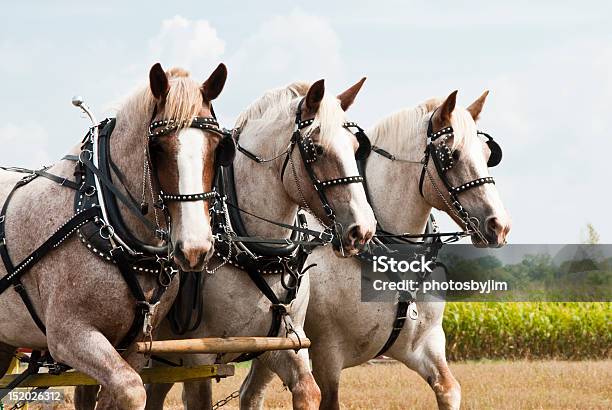 Photo libre de droit de Calèche Des Démonstrations De Lagriculture banque d'images et plus d'images libres de droit de Cheval - Cheval, Travailler, Tirer