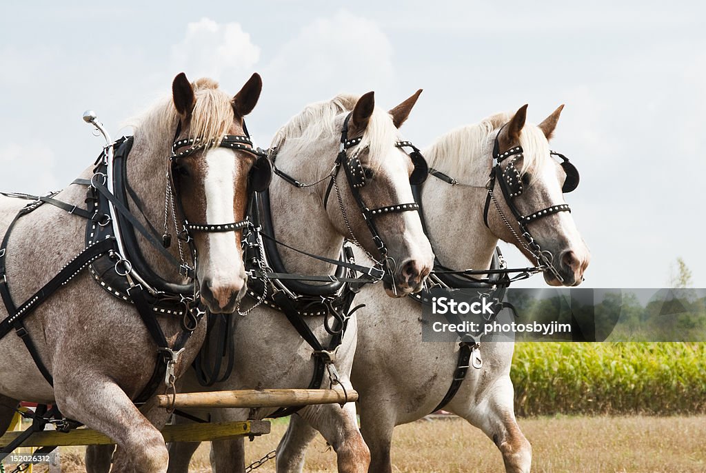 Cavalo-extraídas agricultura demonstrações - Royalty-free Cavalo - Família do Cavalo Foto de stock