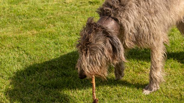 istock Close-Up Of Irish Wolfhound Chewing On Stick. 1520275082