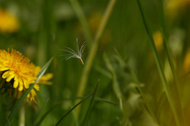 fuzz in the wind stock photo