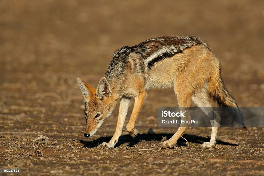 Sciacallo della guadrappa - Foto stock royalty-free di Africa