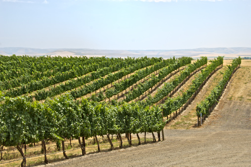 This photograph of a rolling vineyard was taken at base of the Blue Mountains in Walla Walla, Washington.  The picture was taken with a Nikon D2X camera and a 18-200 Nikon lens.