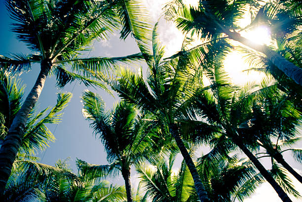 istock Sunshine through coconut palm trees 152027919