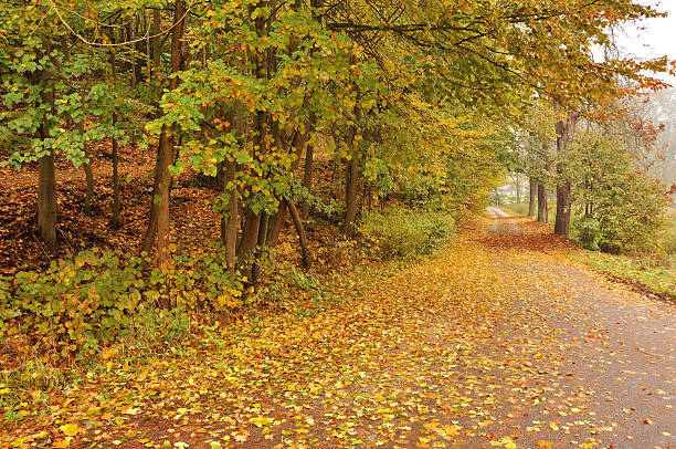 istock Colorful autumn leaves and road 152028078