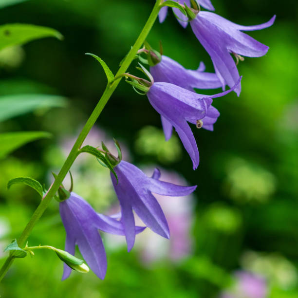 istock Creeping Bellflower Against a Green Background 1520282327