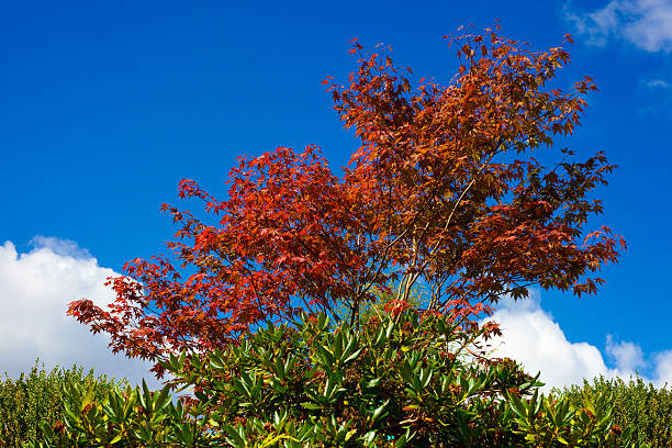 Red maple with blue sky on background stock photo