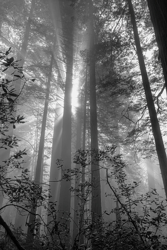 Sunbeams and fog in the redwoods forest