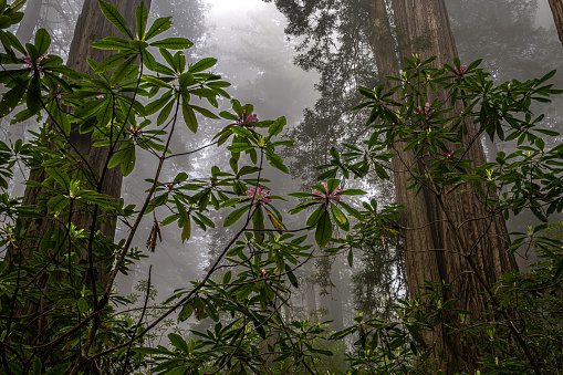 Looking up to the Mighty Coastal Redwood Trees near San Francisco , California , USA