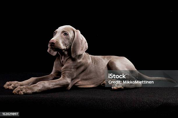 Weimaraner Stock Photo - Download Image Now - Animal, Animal Body Part, Black Color