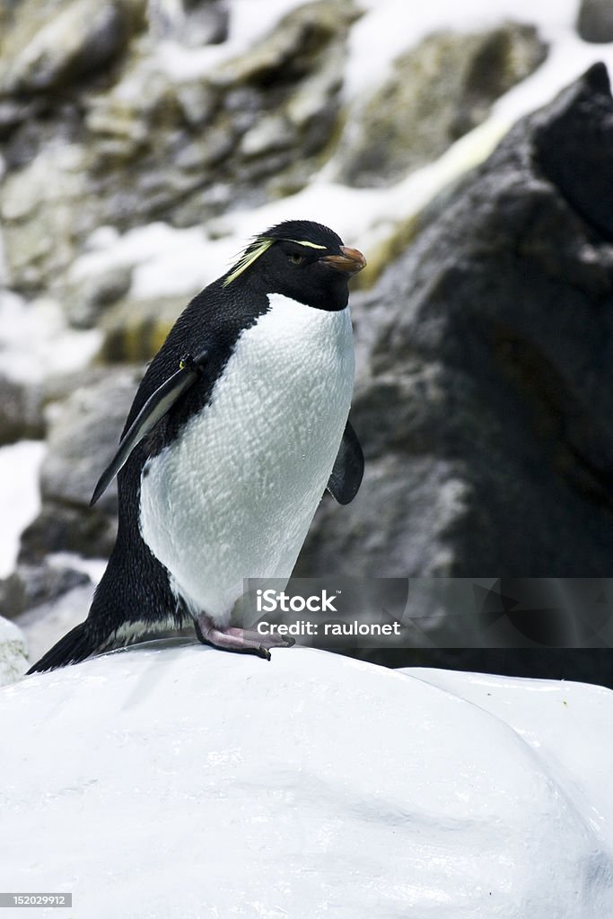 Pinguino reale - Foto stock royalty-free di Ambientazione esterna