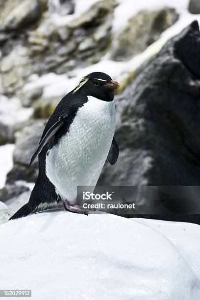 Pinguino Reale - Fotografie stock e altre immagini di Ambientazione esterna - Ambientazione esterna, Animale, Animale selvatico