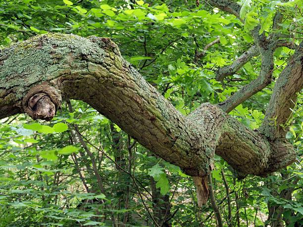 istock Branch of an oak tree. 152030090