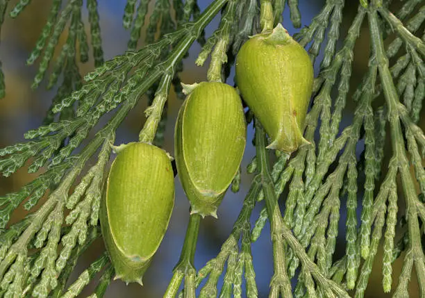 Libocedrus decurrens is the only species from the small genus Libocedrus that is native to the United States