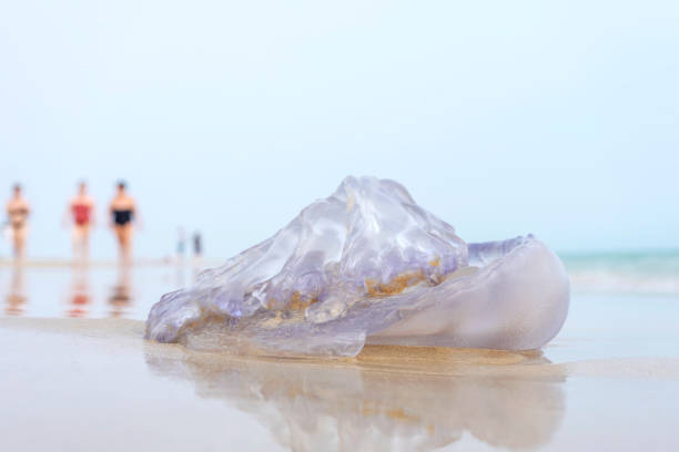 배럴 해파리가 해변에 좌초되고 사람들이 근처를 걷고 있습니다. - cadiz andalusia beach spain 뉴스 사진 이미지