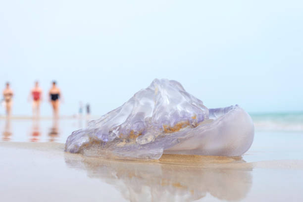 BARREL JELLYFISH STRANDED ON THE BEACH AND PEOPLE WALKING NEARBY. BARREL JELLYFISH STRANDED ON THE BEACH AND PEOPLE WALKING NEARBY. SYMPTOMS, CARE, FIRST AID AND TREATMENT FOR STINGS ON VACATIONS. burned corpse stock pictures, royalty-free photos & images