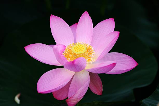 istock Heart of Nelumbo nucifera 152030835
