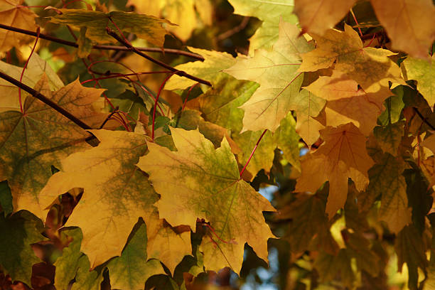 istock Yellow autumn leaves 152031166
