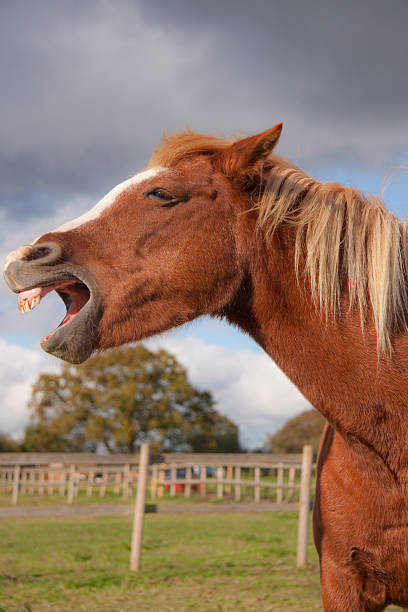 istock Straight from the horses mouth. 152031305