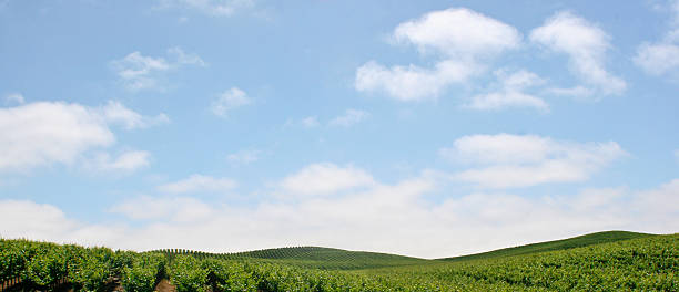 país del vino - california panoramic napa valley hill fotografías e imágenes de stock