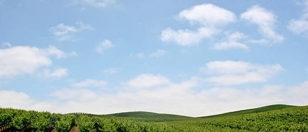 винной страна - vineyard panoramic napa valley california стоковые фото и изображения