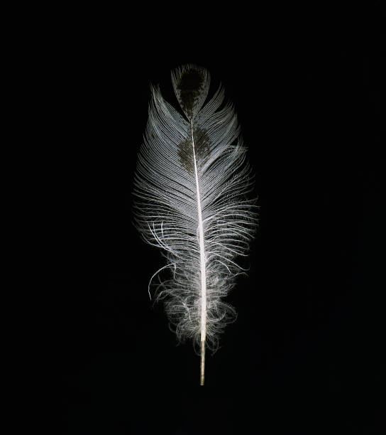 white feather stock photo