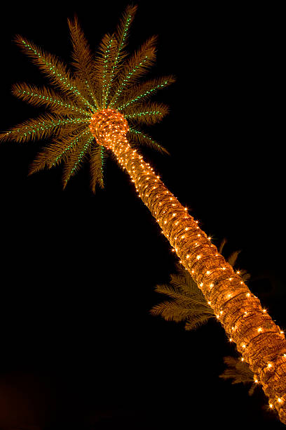 Palm Tree and Christmas Lights stock photo