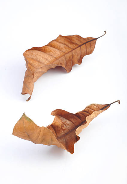 sycamore tree branches and leaves in autumn