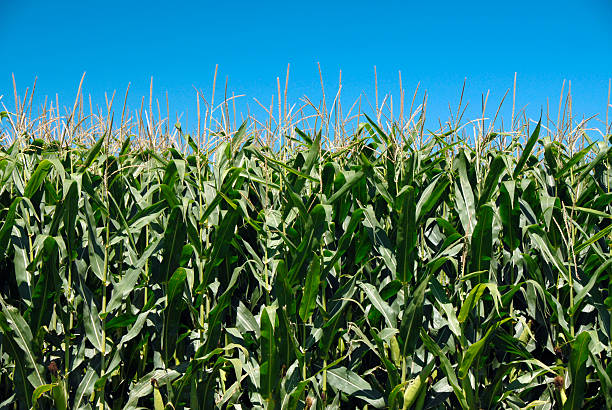 istock Field of corn against a blue sky 152031984