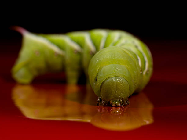 Tabaco Hornworm Caterpillar - foto de stock