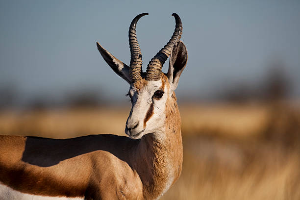 istock Springbuck male, Etosha, Namibia 152032387