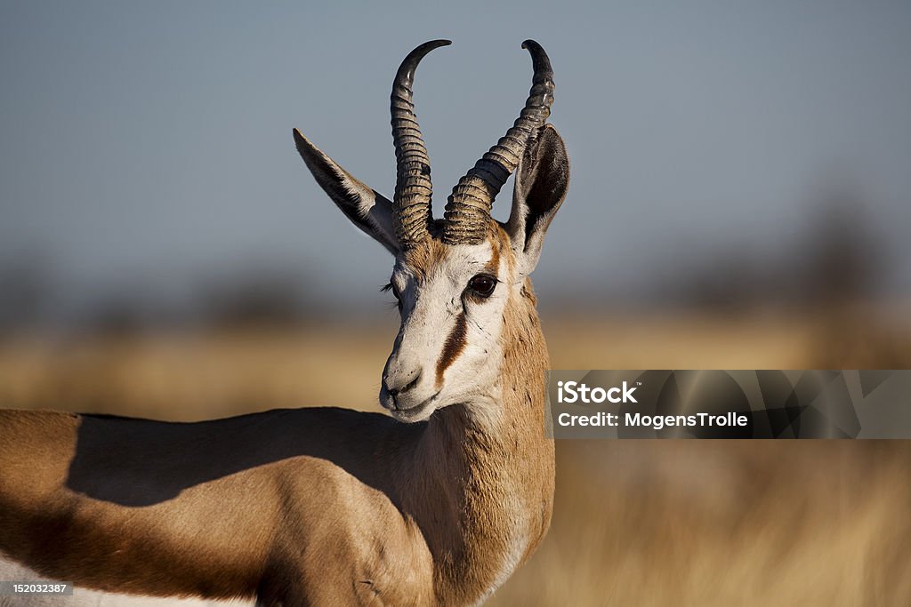 Springbuck male, Etosha, Namibia Springbuck or springbok, Etosha National Park, Namibia Africa Stock Photo