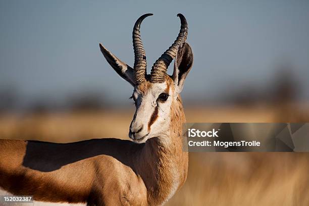 Springbuck Male Etosha Namibia Stock Photo - Download Image Now - Africa, Animals In The Wild, Antelope