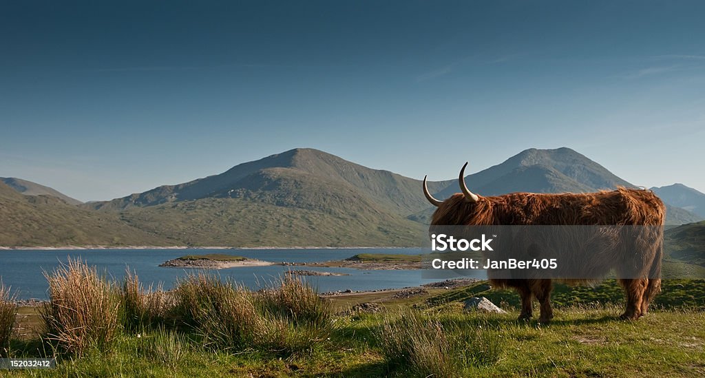 Real Highlander Highland Cattle in its original invironment in the scottish Inverness - Scotland Stock Photo