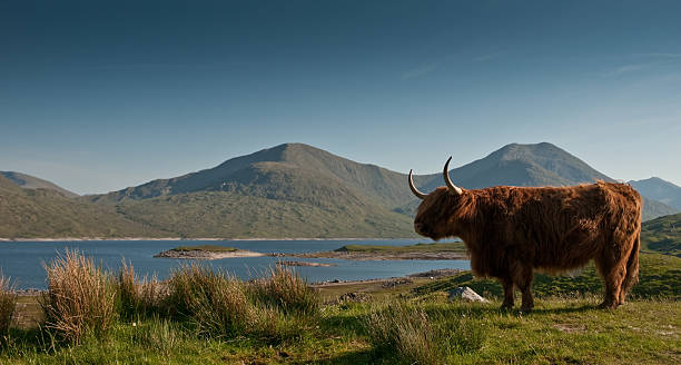 Real Highlander Highland Cattle in its original invironment in the scottish fort william stock pictures, royalty-free photos & images