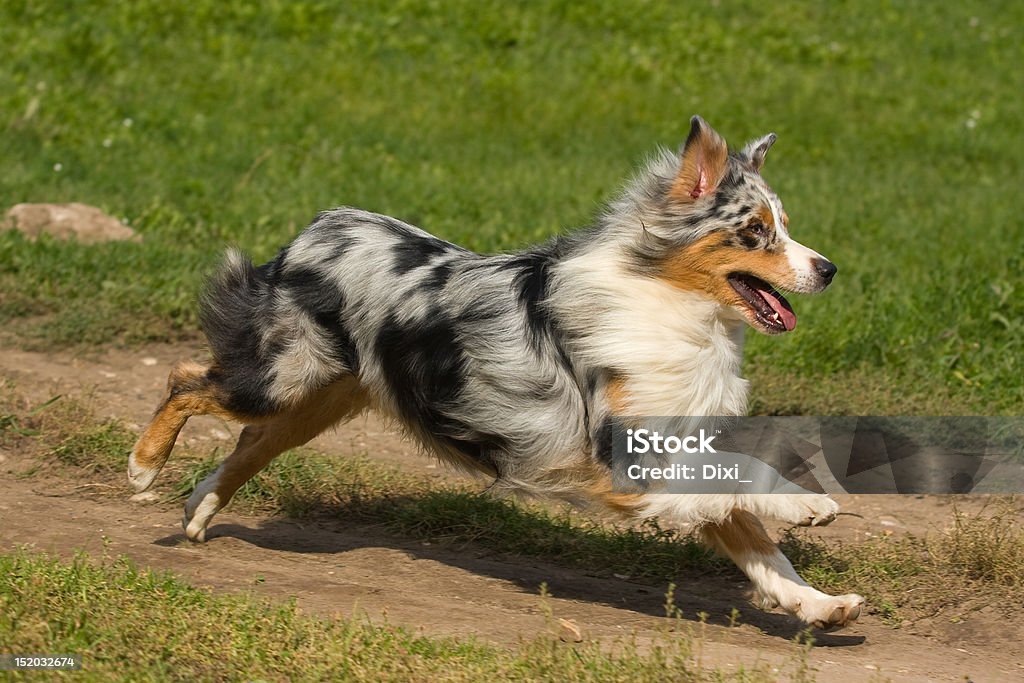Australian Shepherd dog in outdoor setting Activity Stock Photo