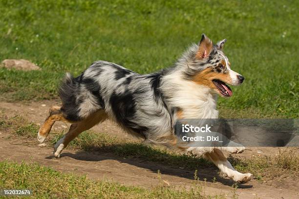 Australian Shepherd Dog In Outdoor Setting Stock Photo - Download Image Now - Activity, Animal, Animals Hunting