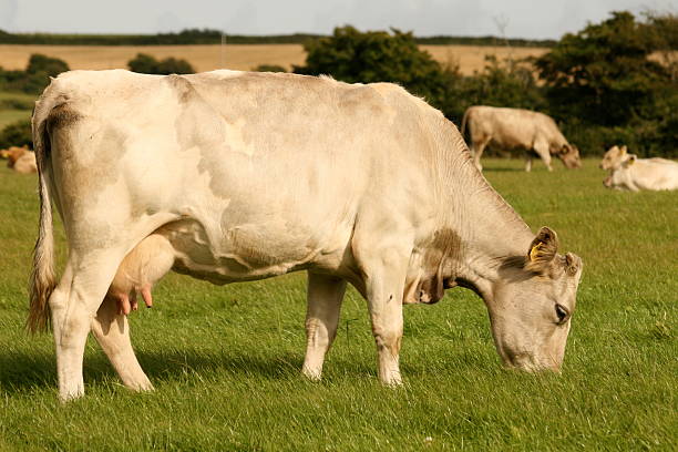 white cow  stock photo