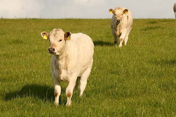 istock trust of the white calves 152032694