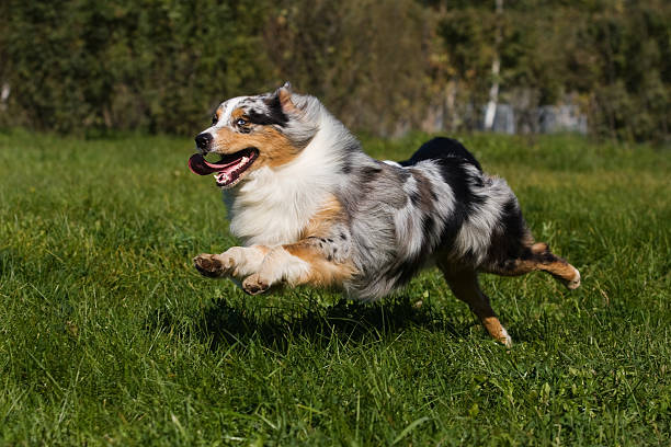 istock Australian Shepherd dog in outdoor setting 152032728