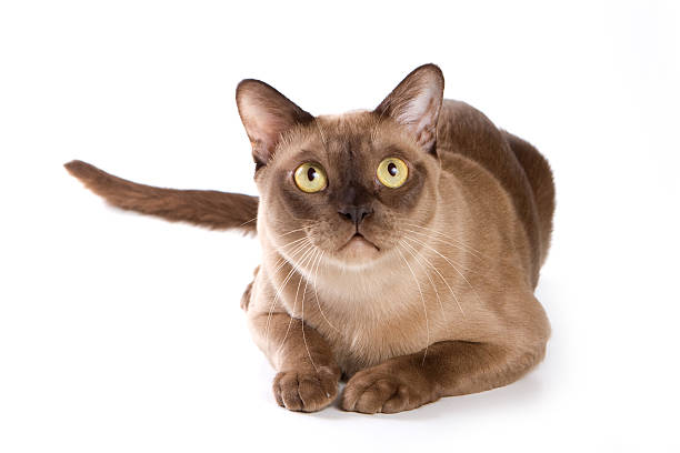 Brown-toned Burmese cat over white, sitting and looking up stock photo