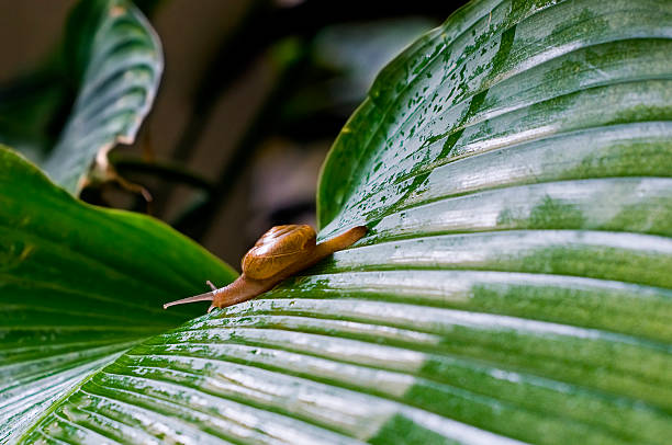 Gliding snail with visible slime trail stock photo