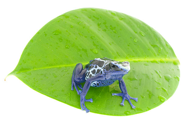 poison dart frog - frog water isolated drop zdjęcia i obrazy z banku zdjęć