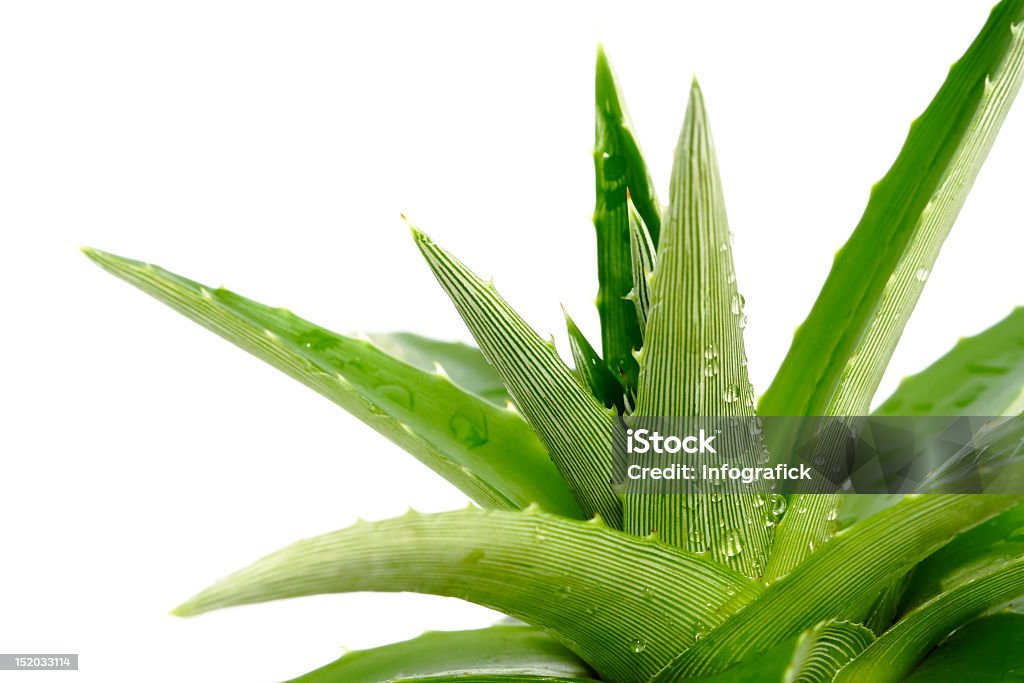 A green aloe vera curative plant droplets on aloe vera on white background Aloe Stock Photo