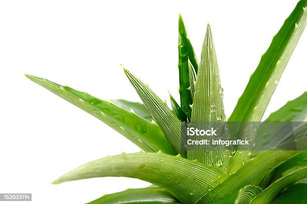 A Green Aloe Vera Curative Plant Stock Photo - Download Image Now - Aloe, Aloe Vera Plant, Beauty Treatment