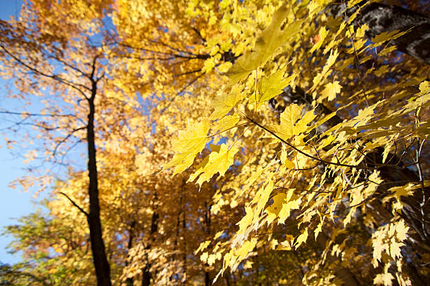 Yellow Maple Leaves stock photo