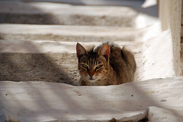 istock Greece streetcat laying on steps 152033258