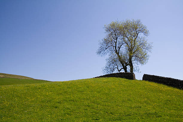 Ash tree stock photo