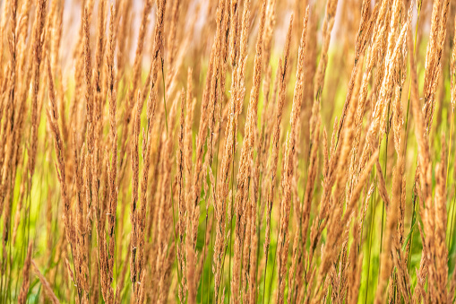 Yellow reed in the field. Bright natural background with sunset. Selective soft focus of beach dry grass, reeds, stalks blowing in the wind at golden sunset light, horizontal