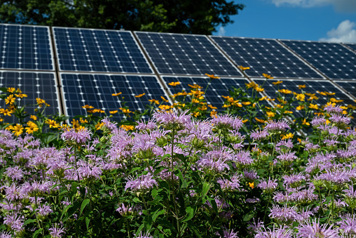 Bee balm blooming in a pollinator garden with solar panels in the background illustrating sustainability and the coexistence of science and nature.  Bee balm is a flowering plant in the mint family.