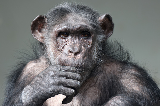 Young Chimpanzee female portrait in studio